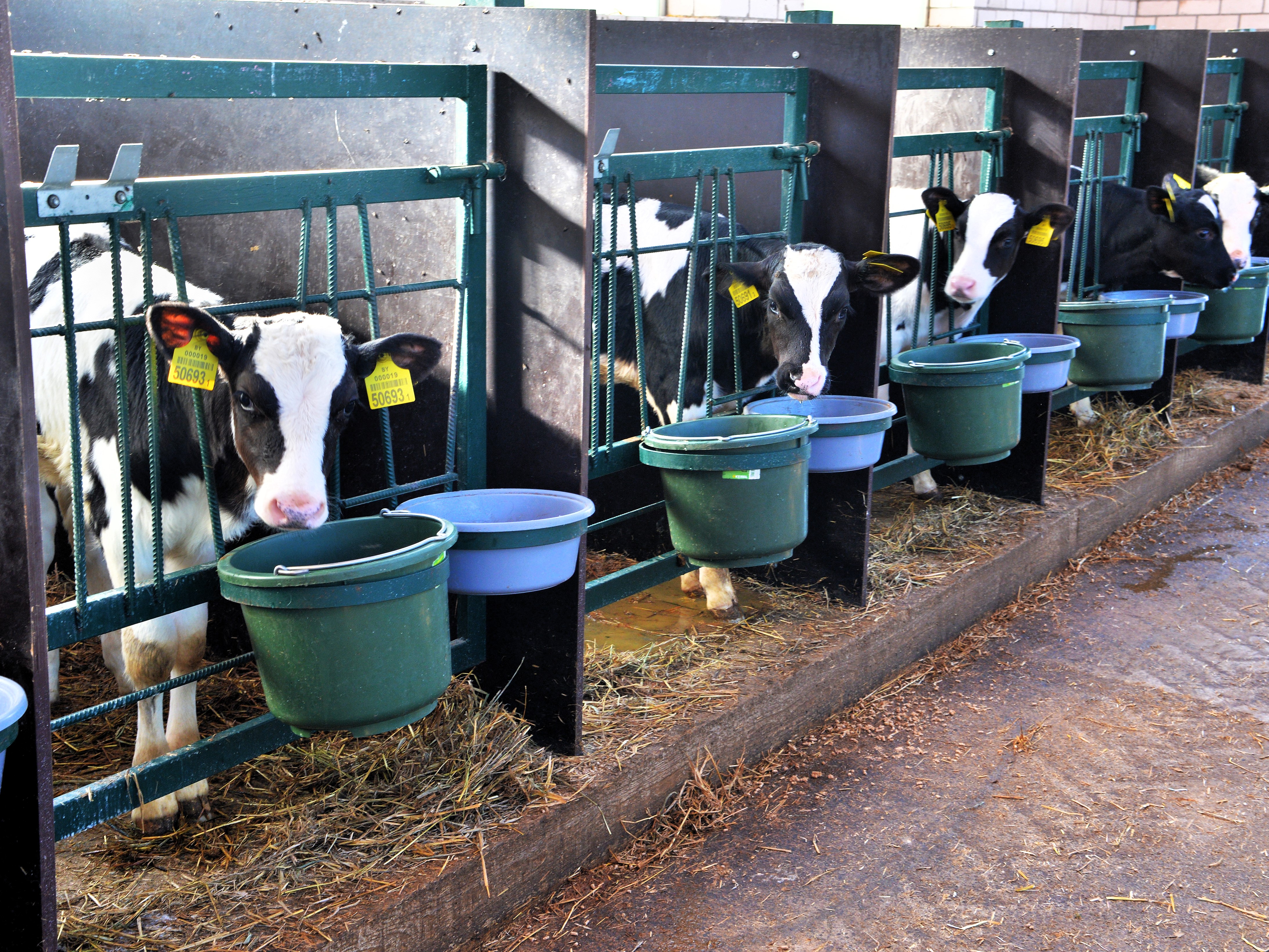 Дойное стадо агрокомбината