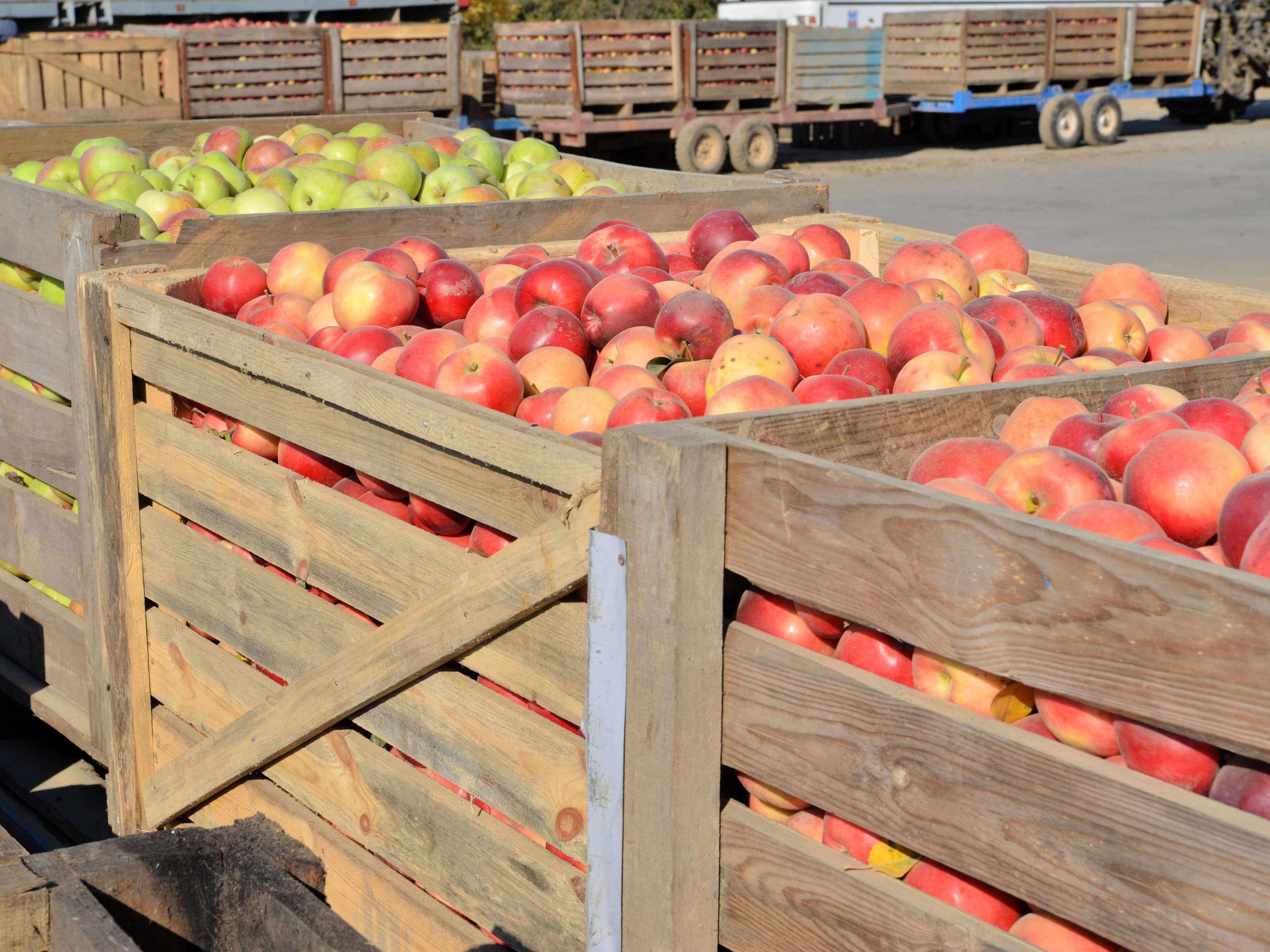 Зерновые поля агрокомбината