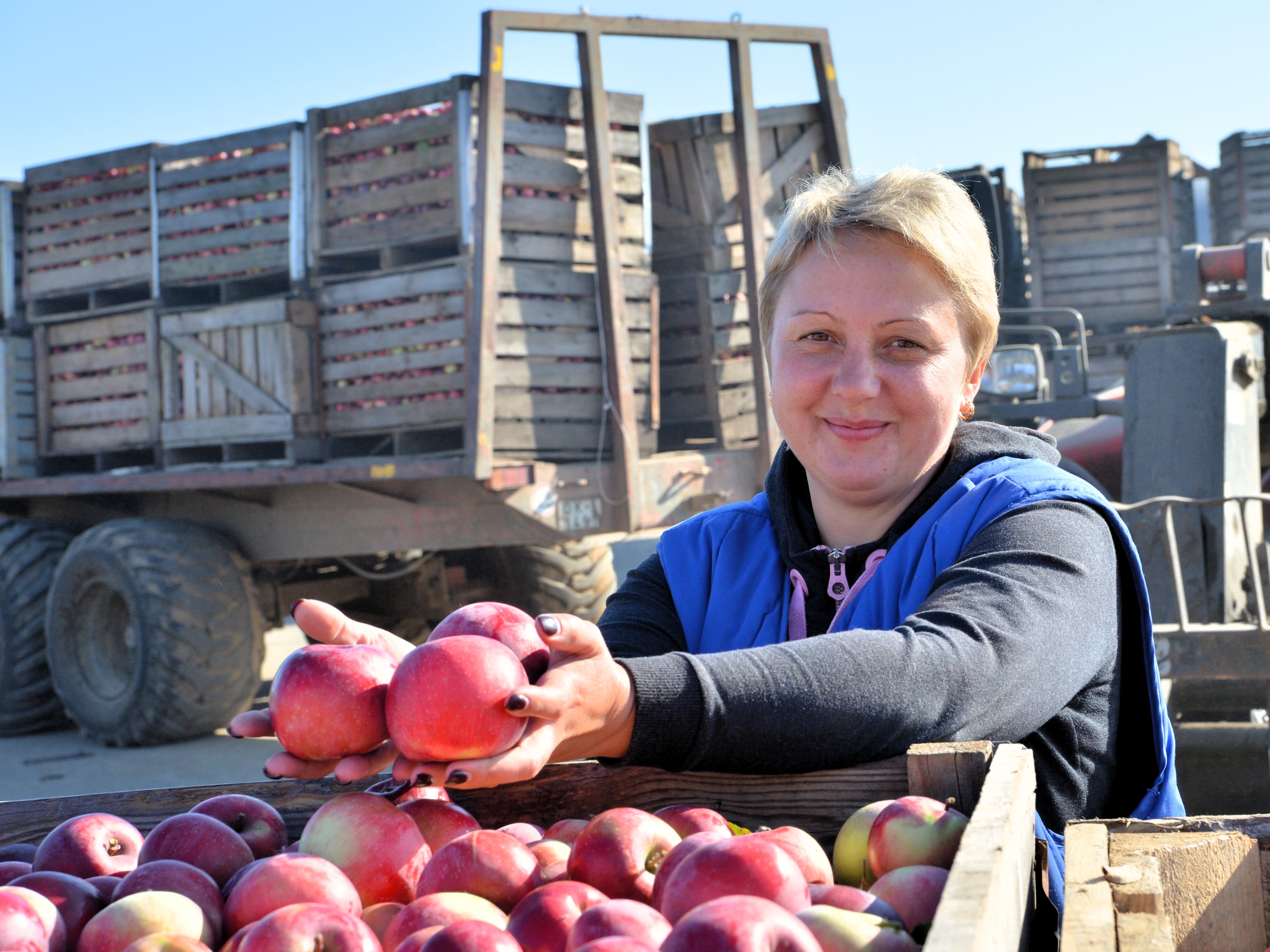 Зерновые поля агрокомбината