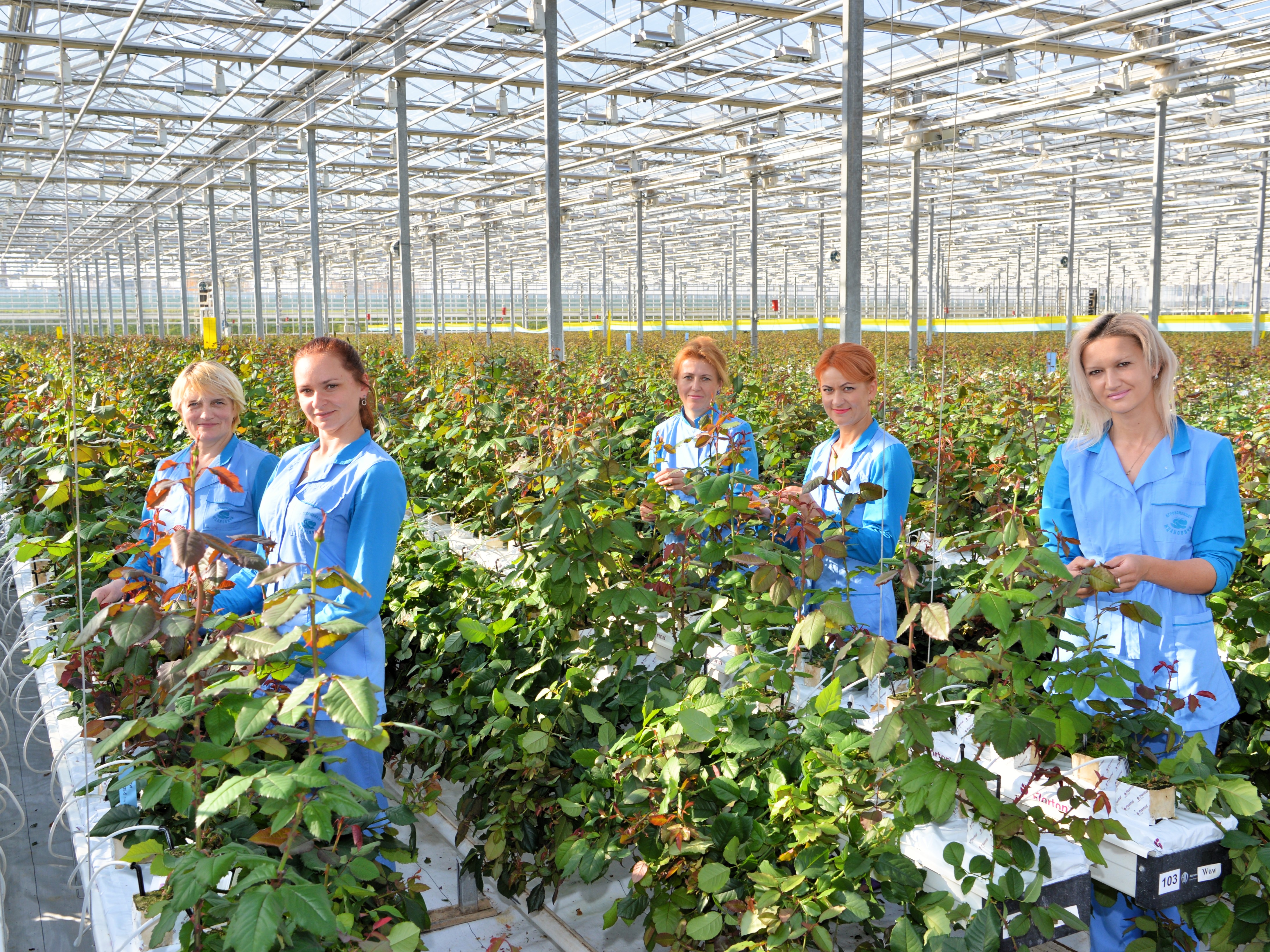 Зерновые поля агрокомбината