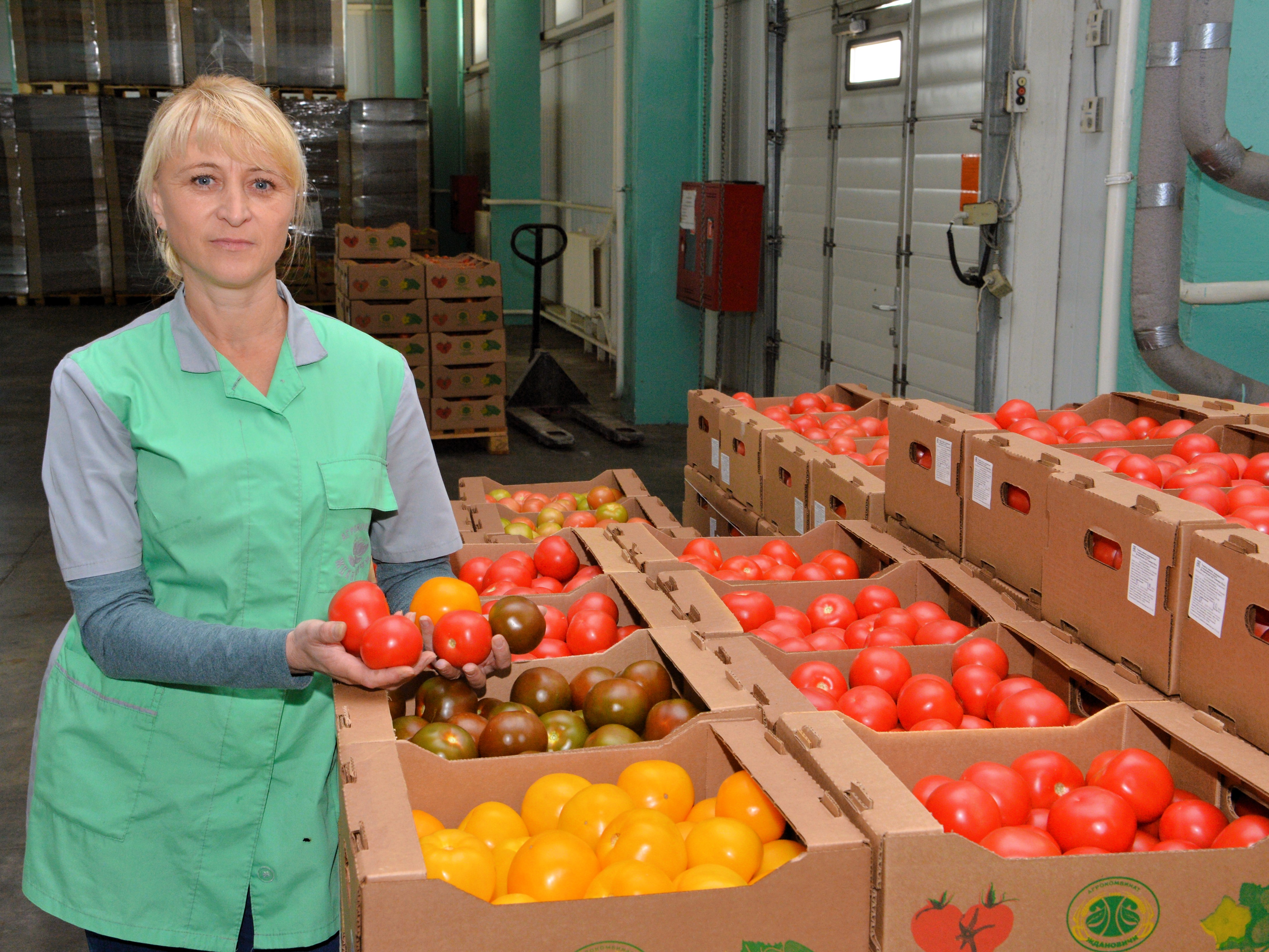 Зерновые поля агрокомбината