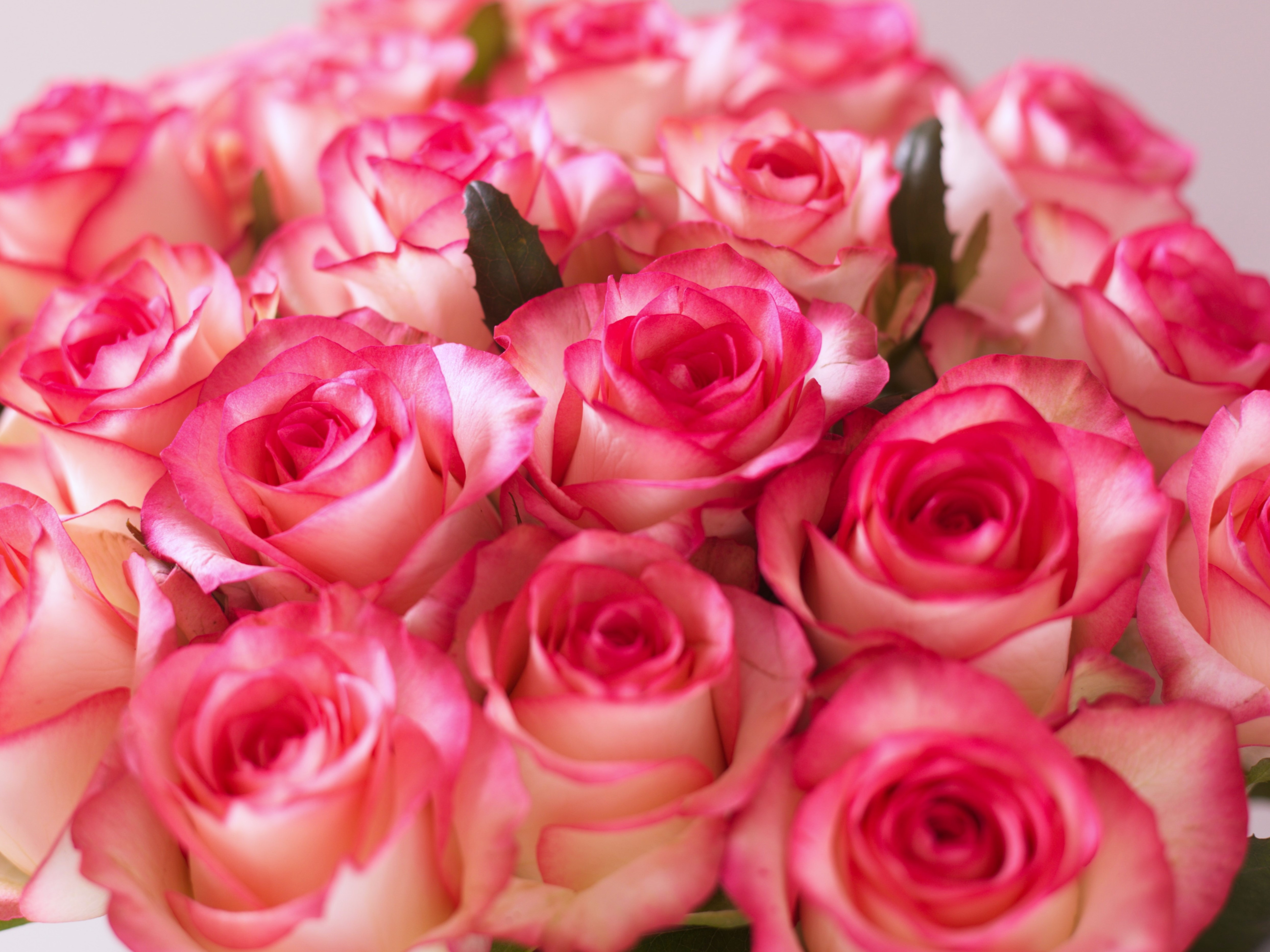 Зерновые поля агрокомбината