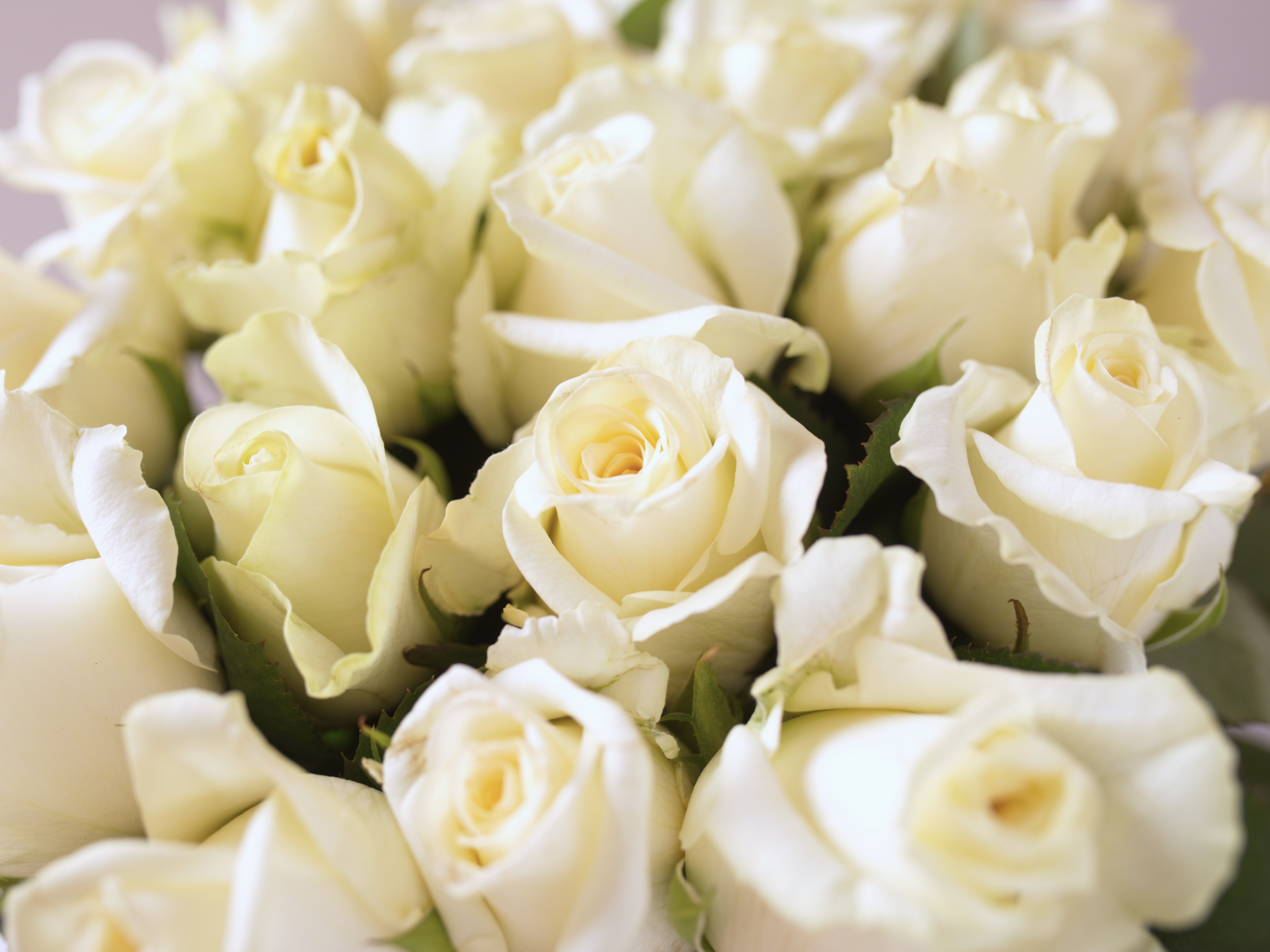 Зерновые поля агрокомбината